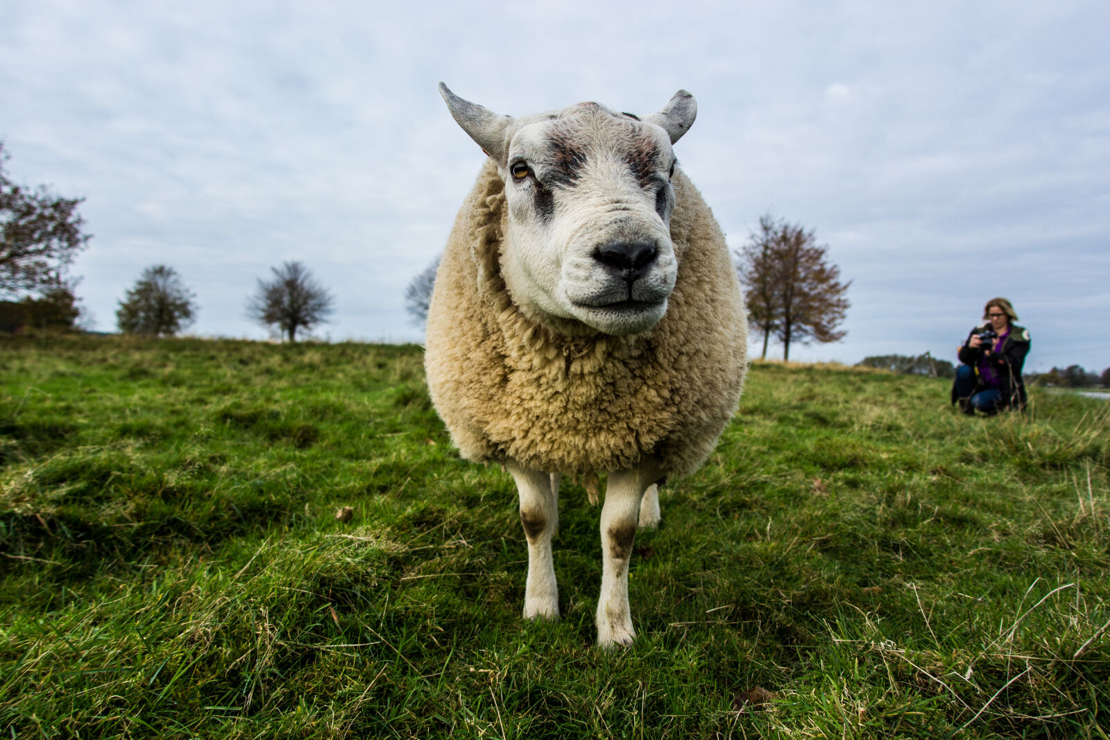 Nikon D7100 sample photo. Beige, sheep, on, green photography