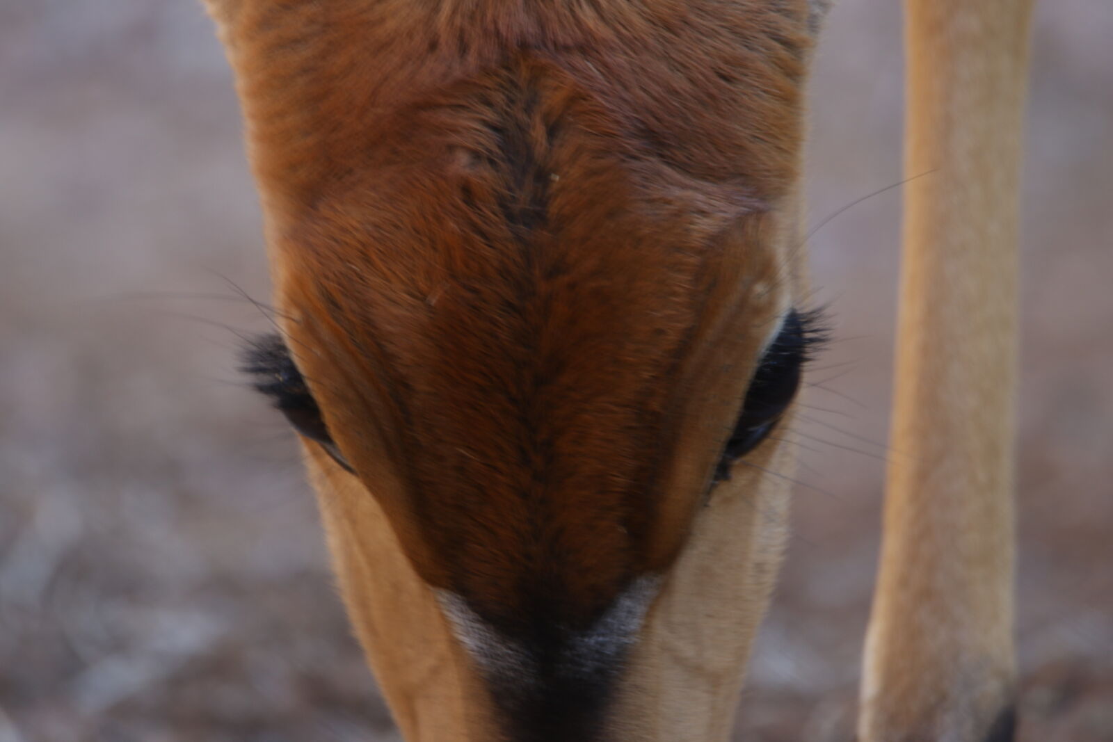 Canon EOS 7D Mark II sample photo. Animal, big, eyes, brown photography
