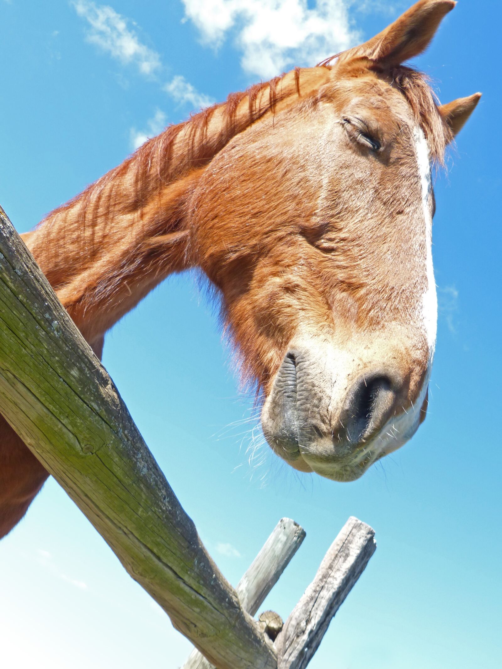 Panasonic DMC-FZ62 sample photo. Horse, head, close photography