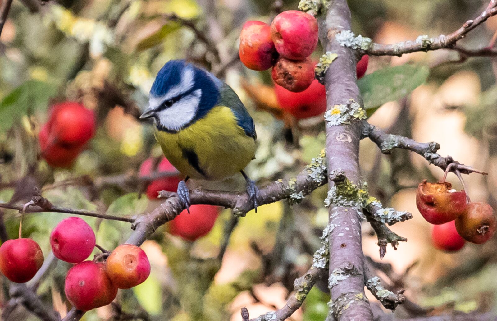 Canon EF 70-200mm F4L USM sample photo. Blue tit, feeding tit photography