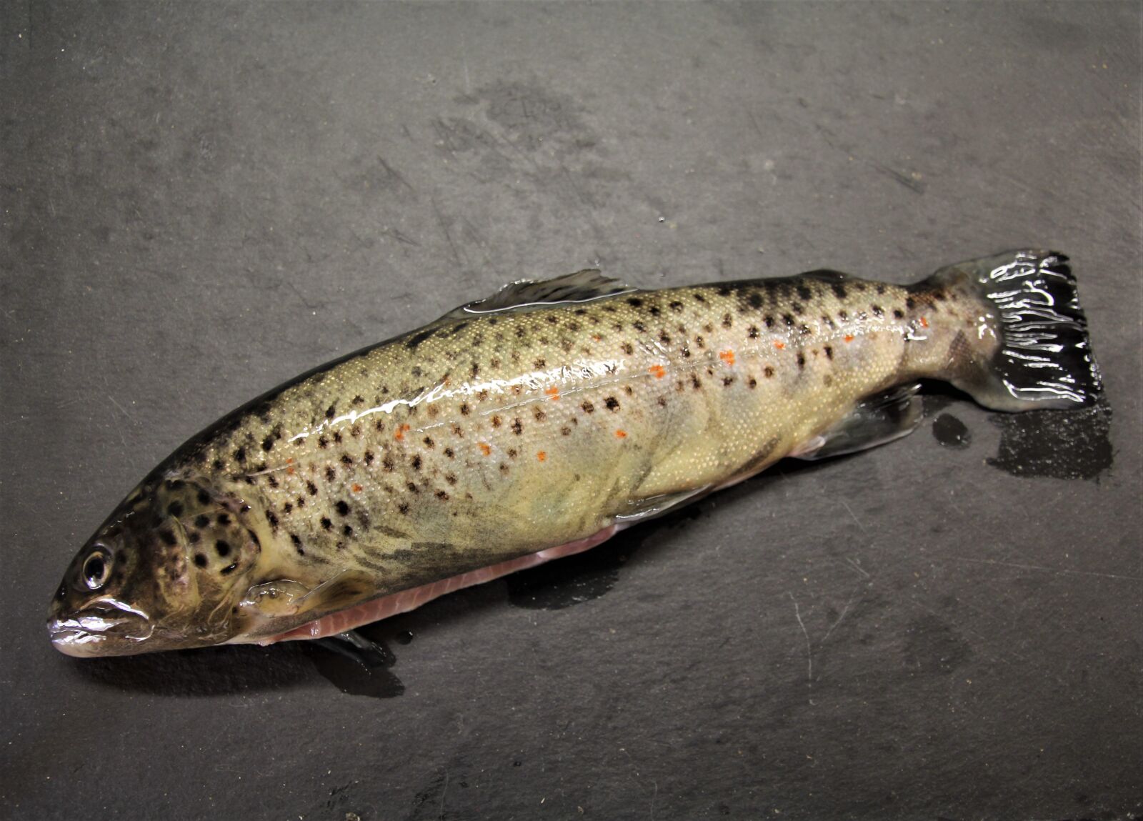 Canon EOS 60D sample photo. Trout, brook trout, fish photography