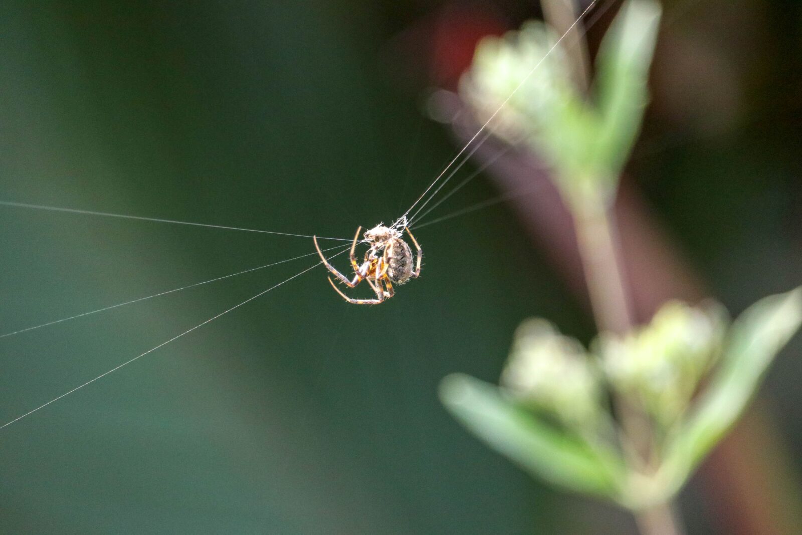 Canon EF-S 55-250mm F4-5.6 IS STM sample photo. Spider, web, cobweb photography