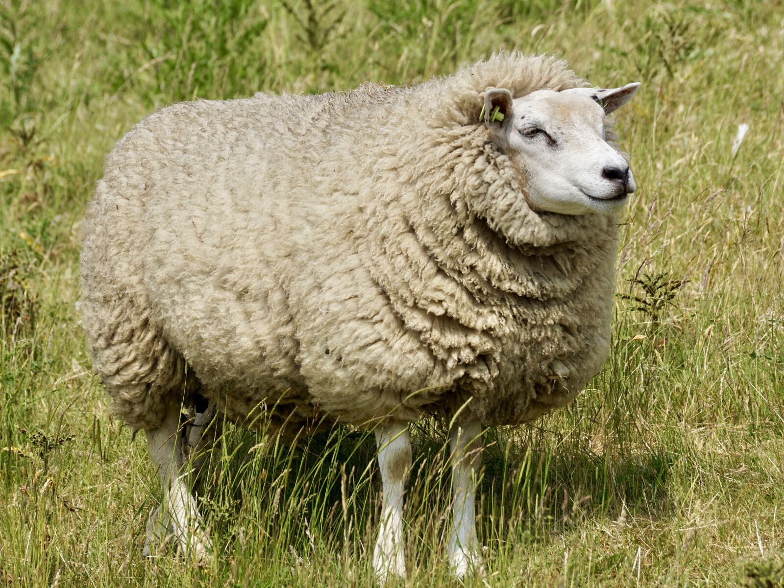 Sony DT 55-300mm F4.5-5.6 SAM sample photo. Sheep, wool, concerns photography