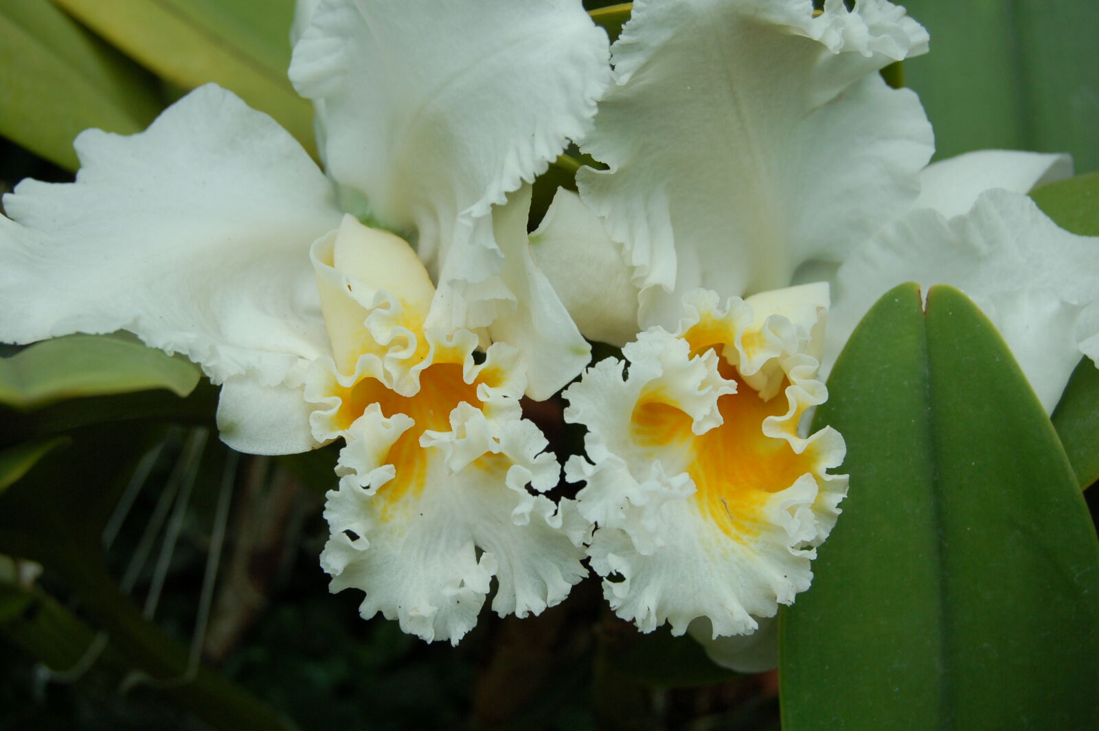 AF-S DX Zoom-Nikkor 18-55mm f/3.5-5.6G ED sample photo. Golden, yellow, orchids, white photography