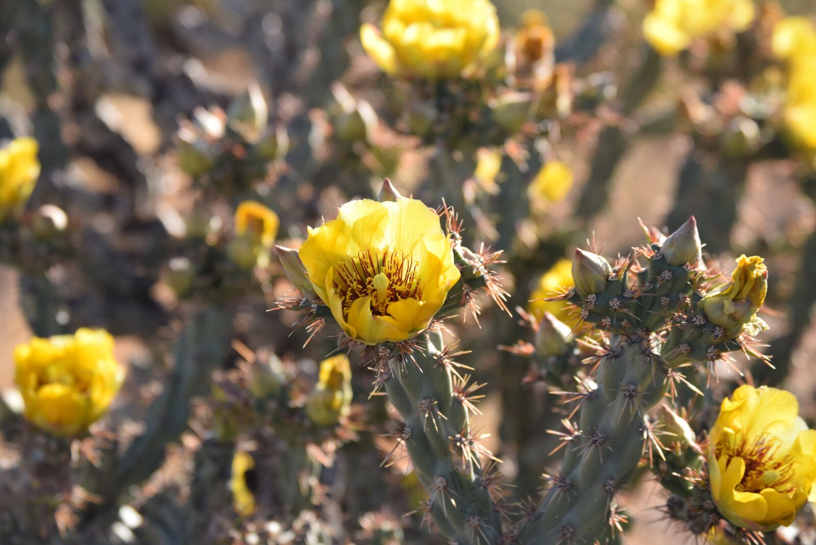 Nikon D5300 sample photo. Cactus, nature, succulent photography