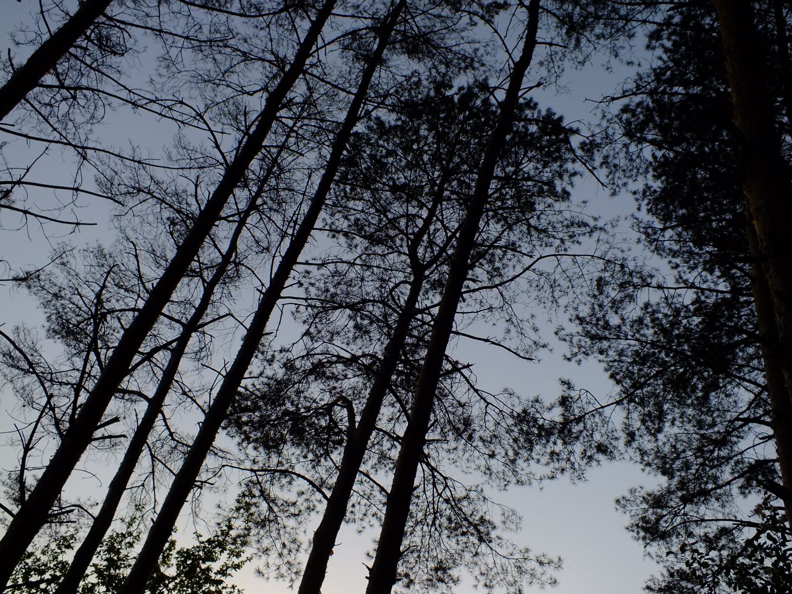 FujiFilm FinePix HS20 EXR (FinePix HS22 EXR) sample photo. Trees, silhouette, summer photography
