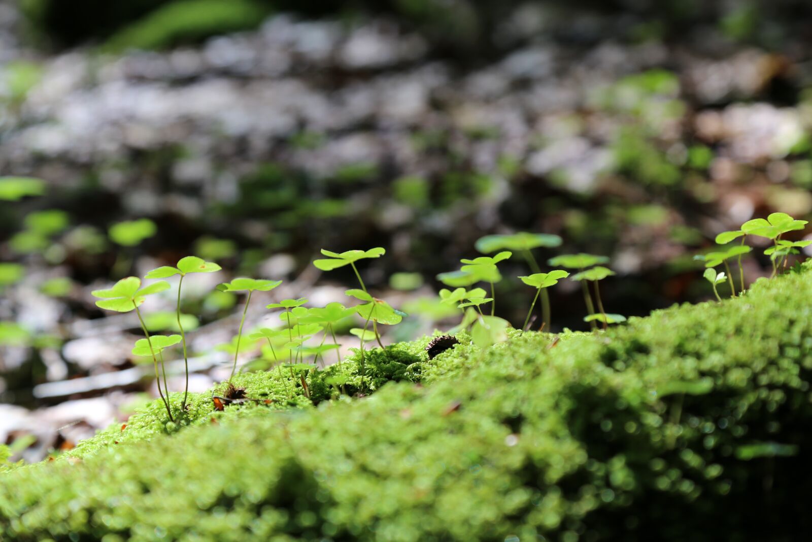 Canon EOS 6D + Canon EF 24-105mm F4L IS USM sample photo. Moss, forest floor, green photography