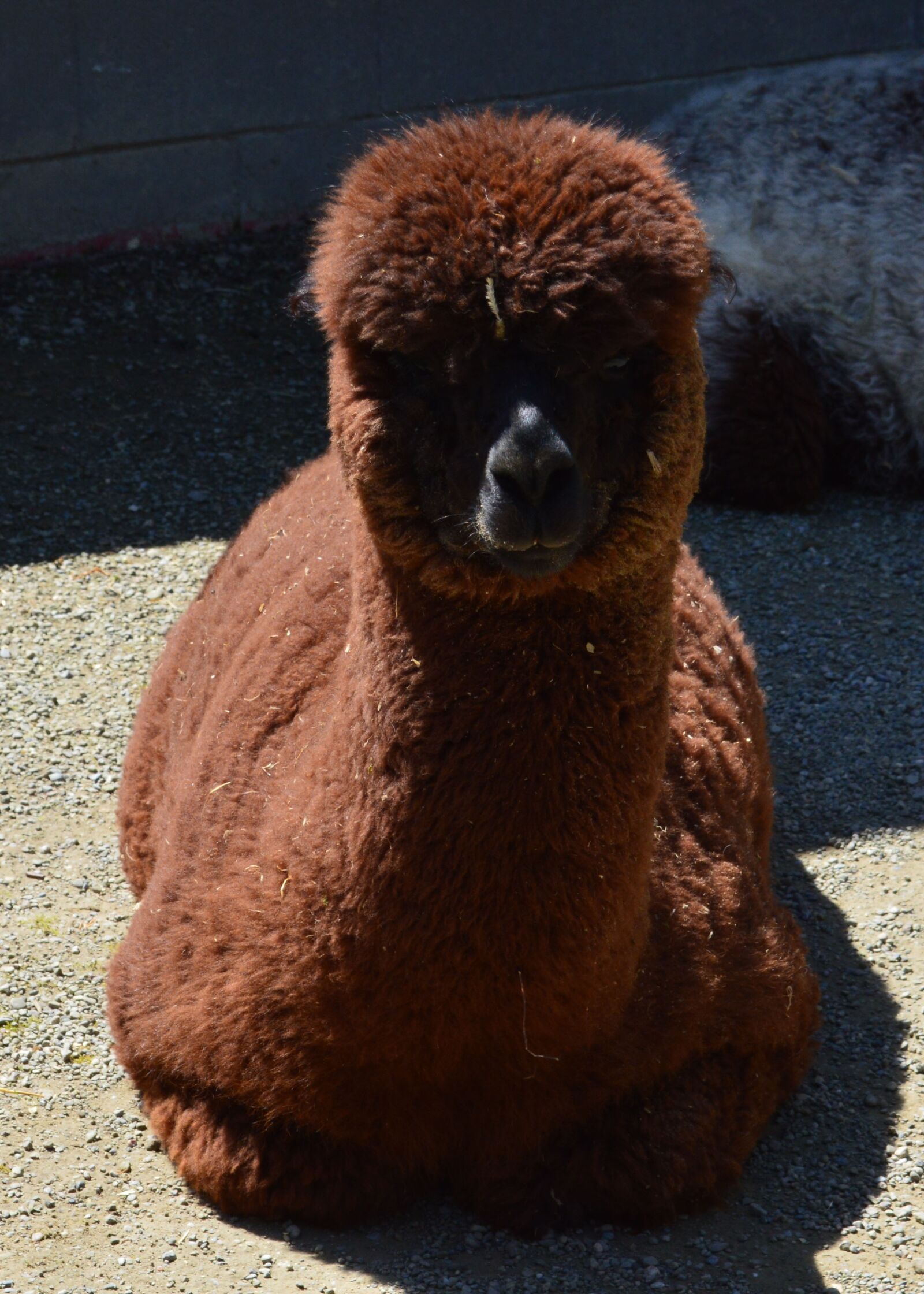 Nikon D3200 sample photo. Alpaca, zoo, animal photography