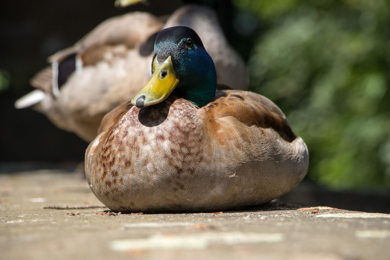 Canon EOS 80D sample photo. Duck, drake, water bird photography