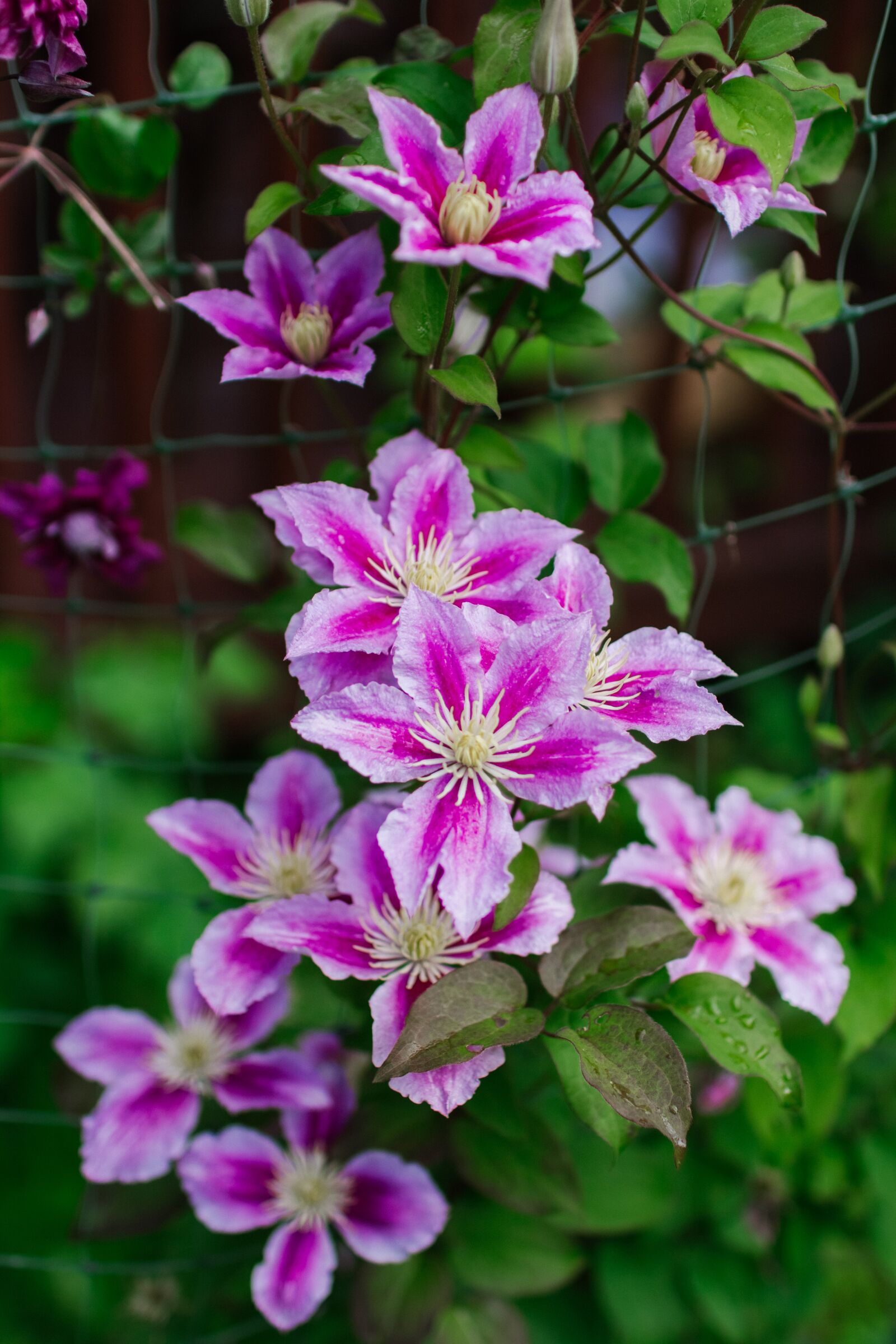Canon EOS 60D sample photo. Clematis, lozinka, plant photography