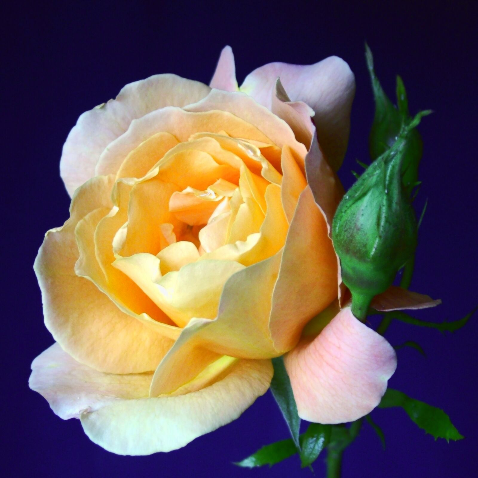 Fujifilm FinePix S7000 sample photo. Flower, rose, peach photography