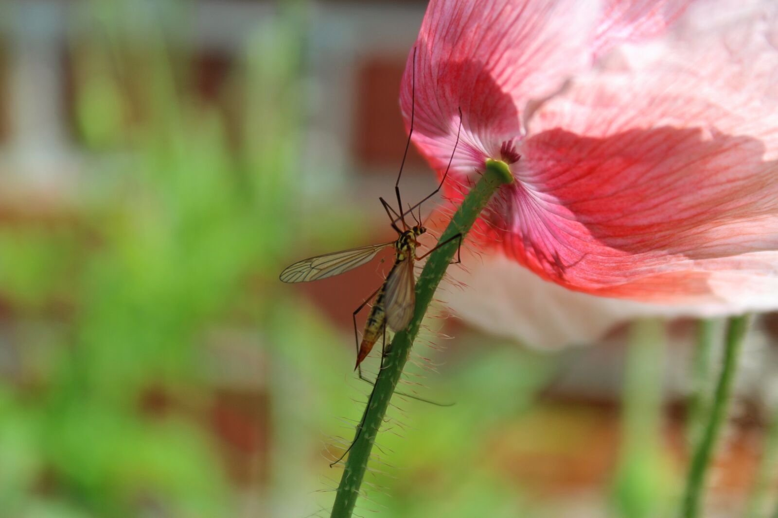 Canon EOS 1300D (EOS Rebel T6 / EOS Kiss X80) sample photo. Schnake, insect, flower photography