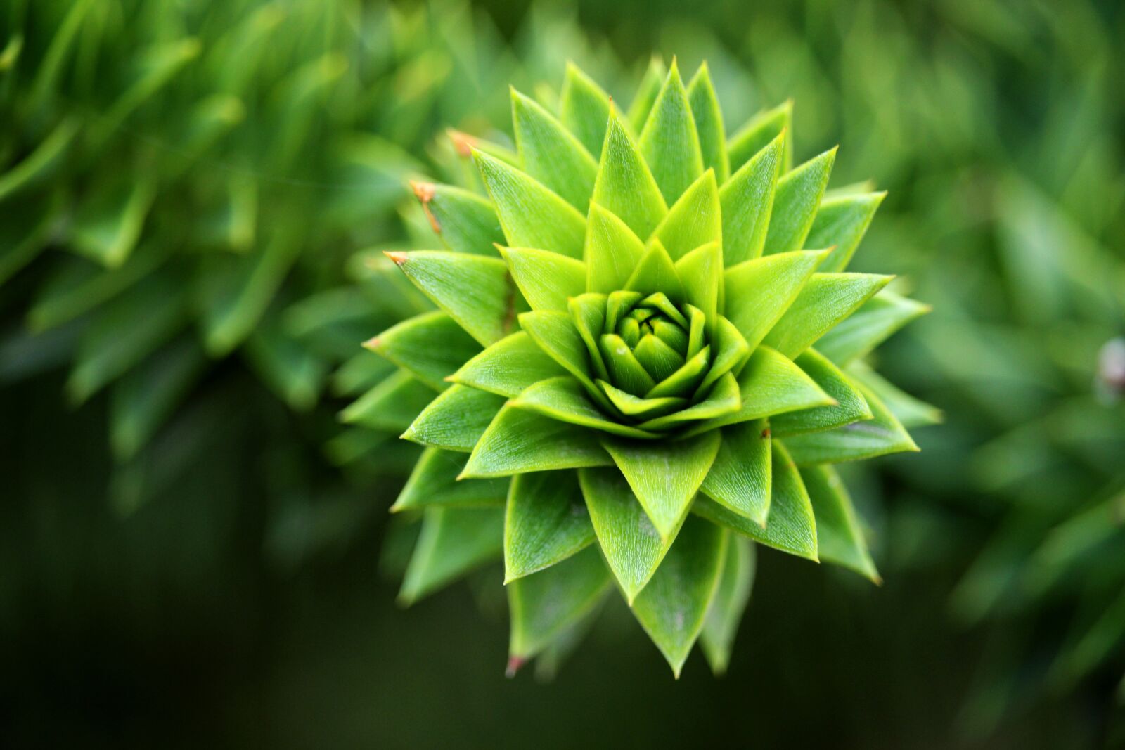 Canon EF-S 55-250mm F4-5.6 IS STM sample photo. Closeup, close-up, plant photography
