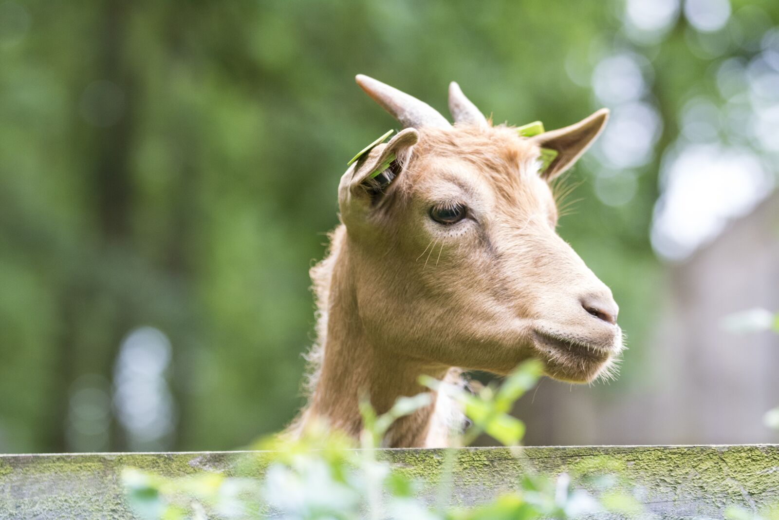 Nikon D5200 sample photo. Goat, goats, animals photography