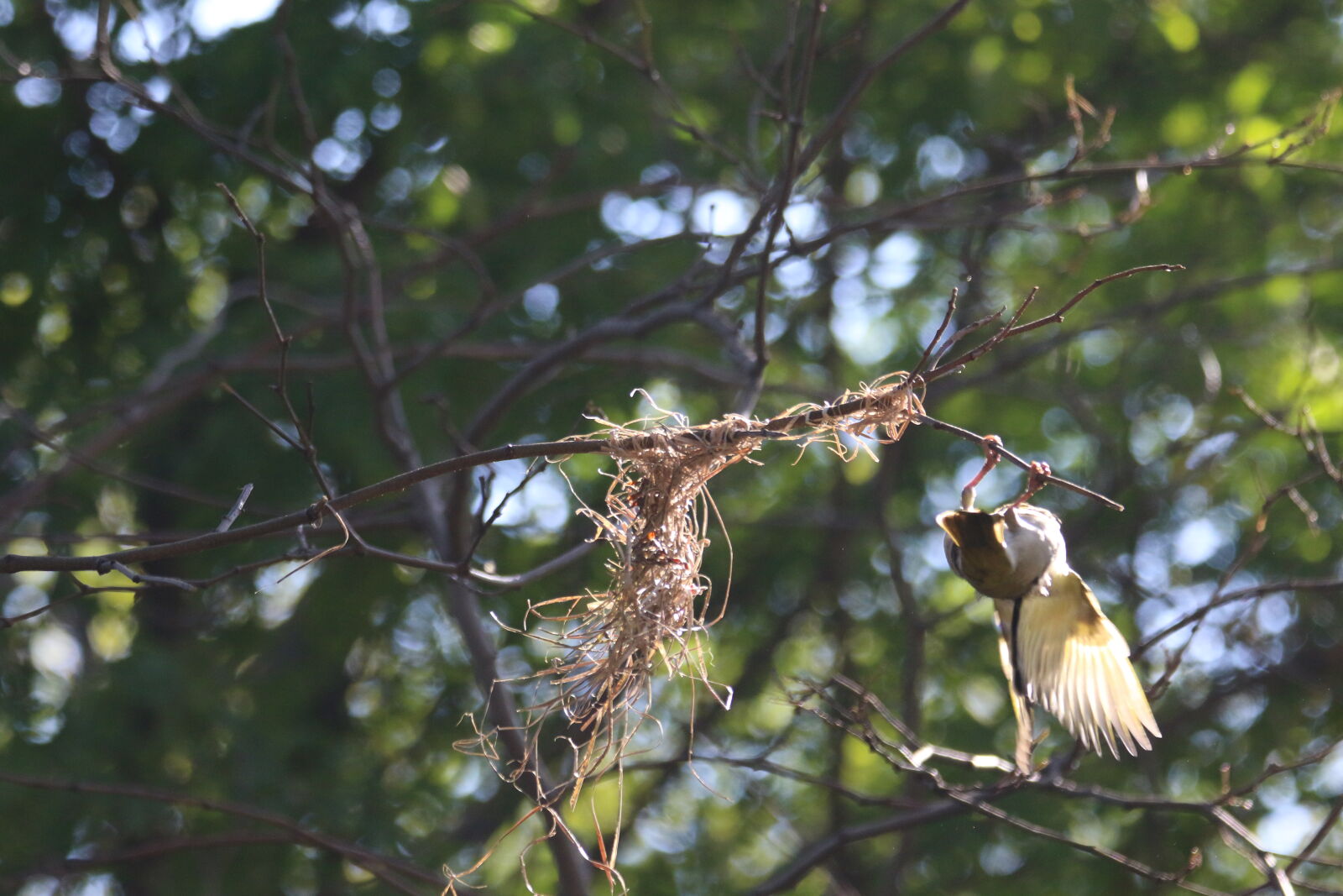 Canon EOS 7D Mark II sample photo. Animal, bird, branch, destroy photography