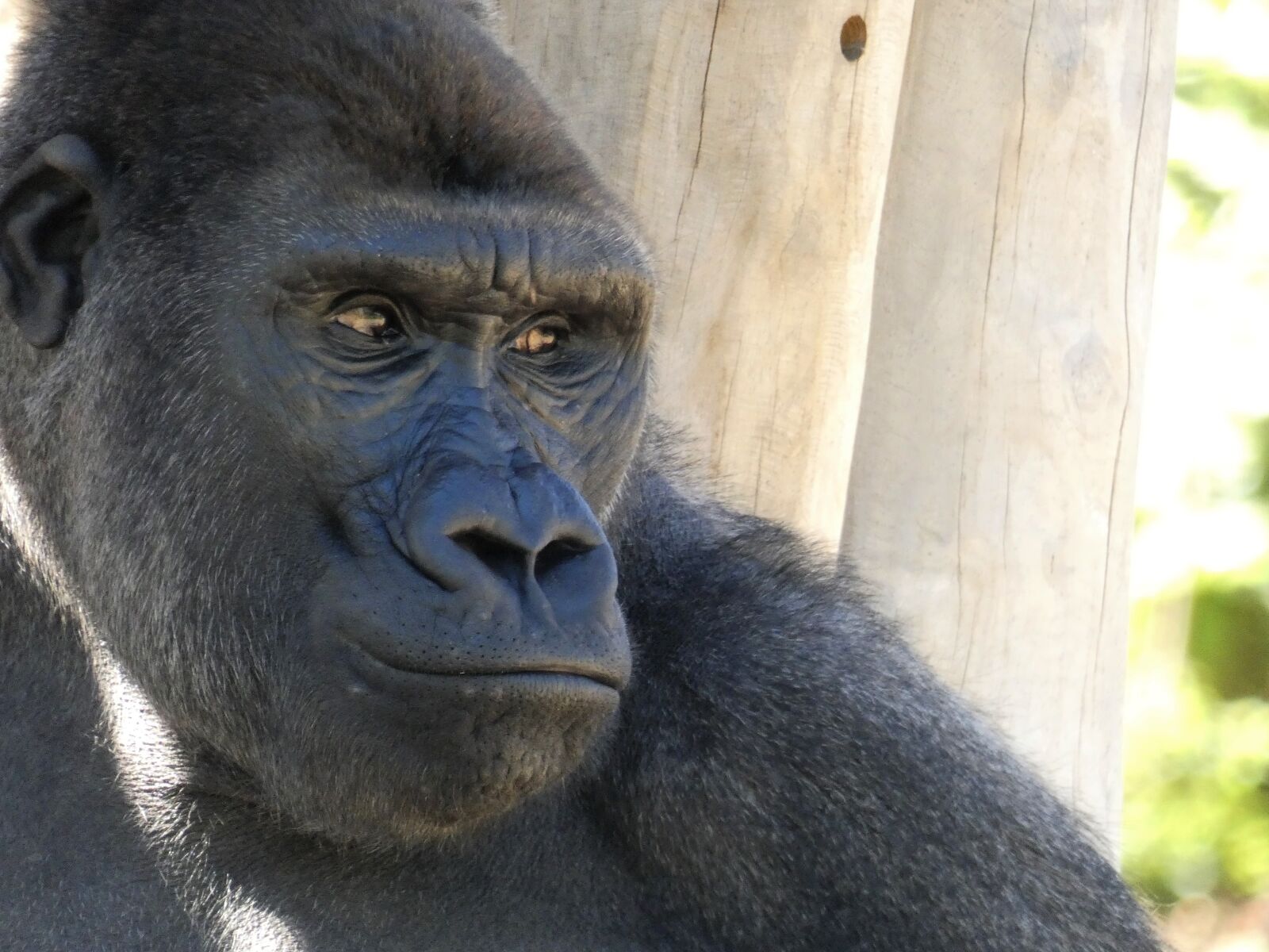 Panasonic Lumix DC-FZ80 (Lumix DC-FZ82) sample photo. Animals, gorilla, monkey photography