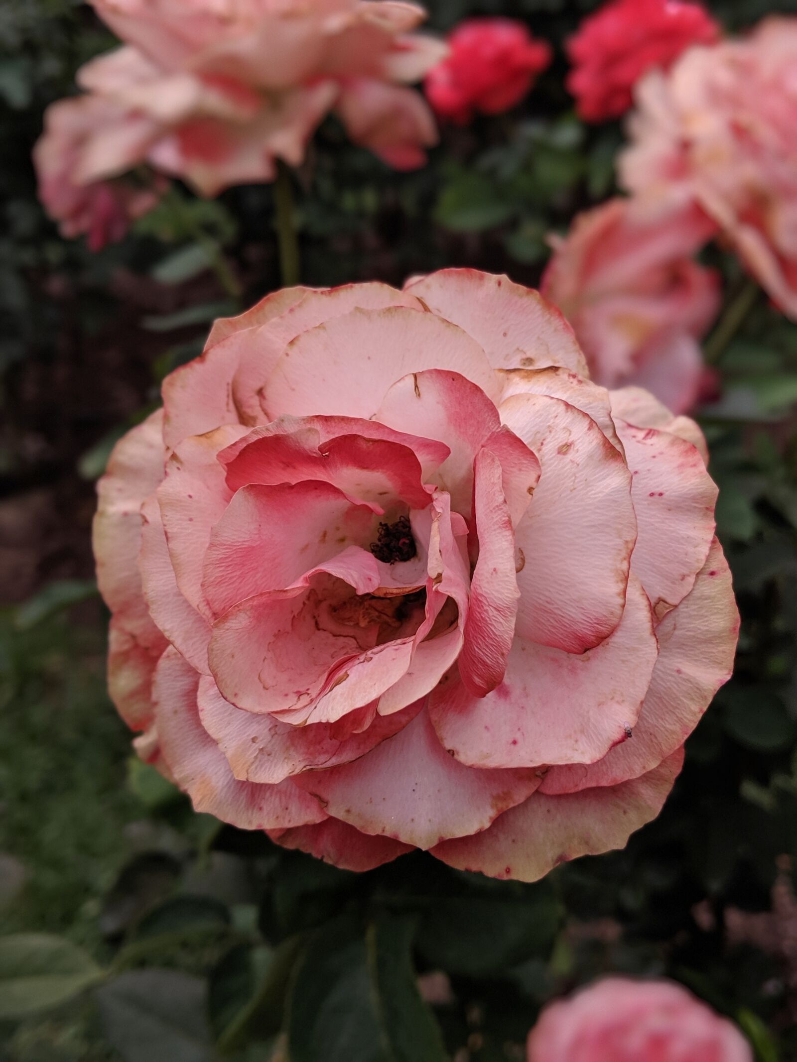 Google Pixel 2 sample photo. Pink, rose, flower photography