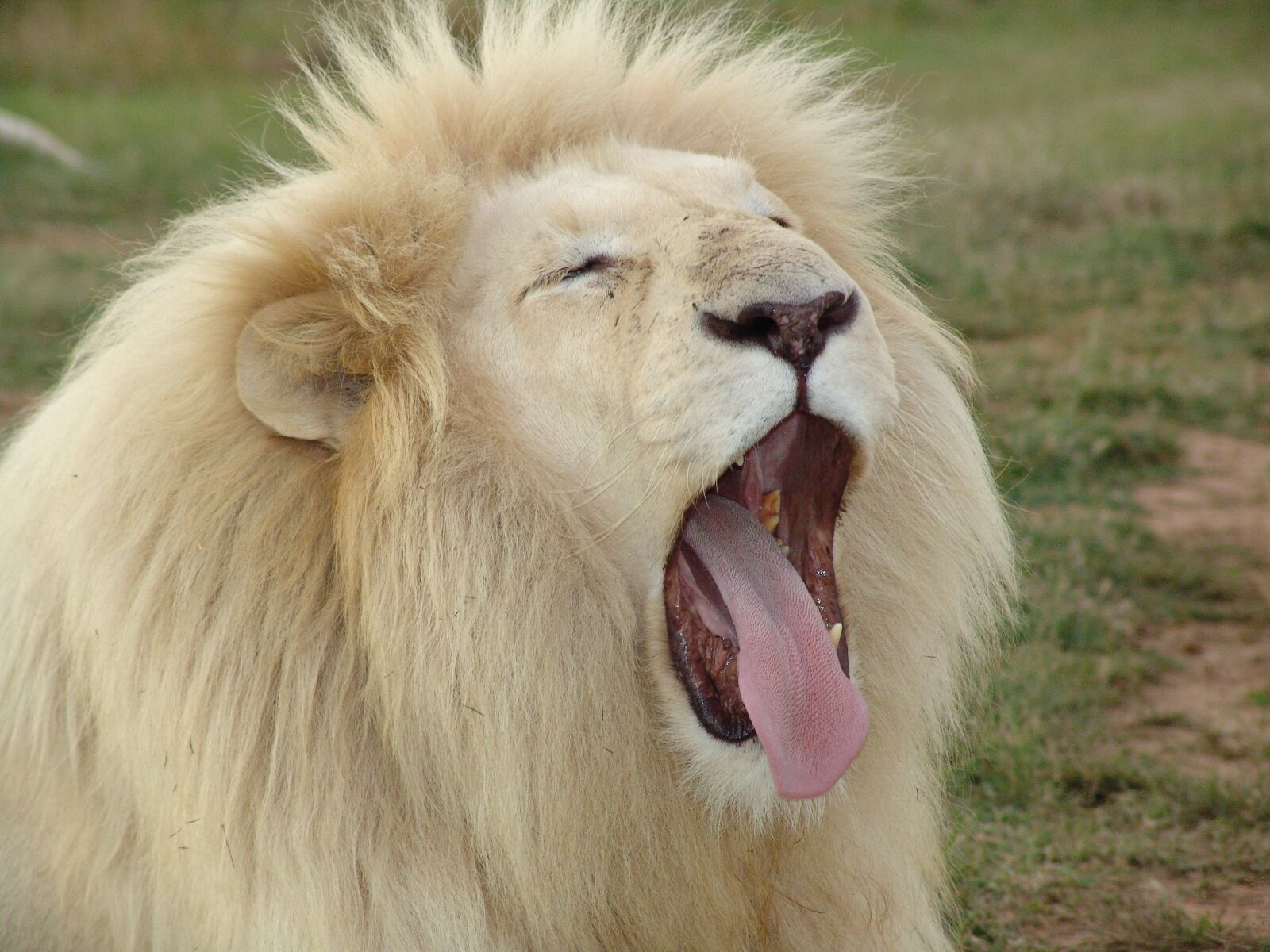 Sony DSC-F828 sample photo. White lion, lion, africa photography