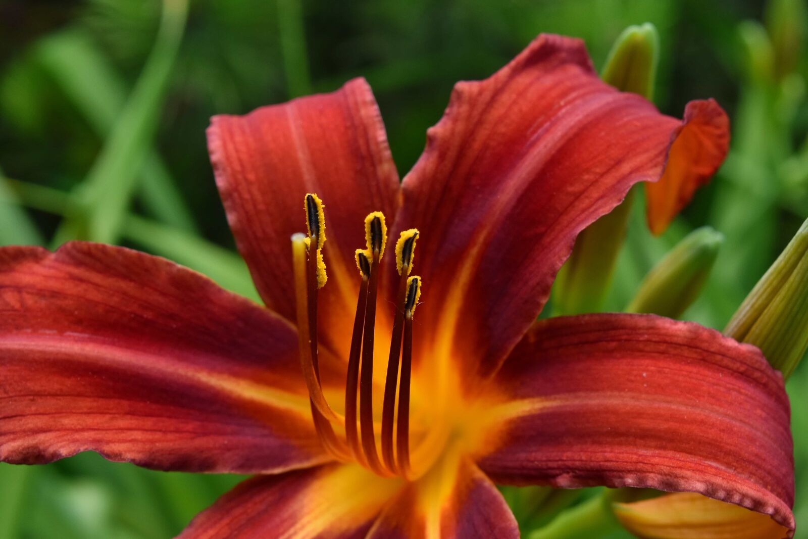 Nikon D5500 sample photo. Beautiful flowers, beautiful photo photography