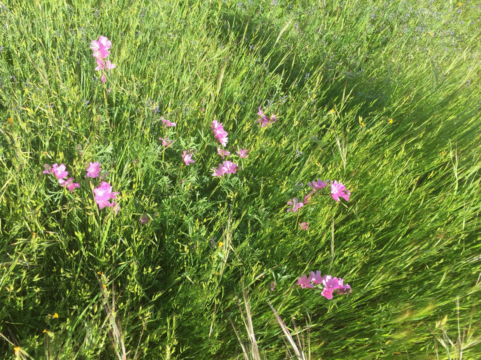 iPhone 6 back camera 4.15mm f/2.2 sample photo. Field, wildflower, meadow photography