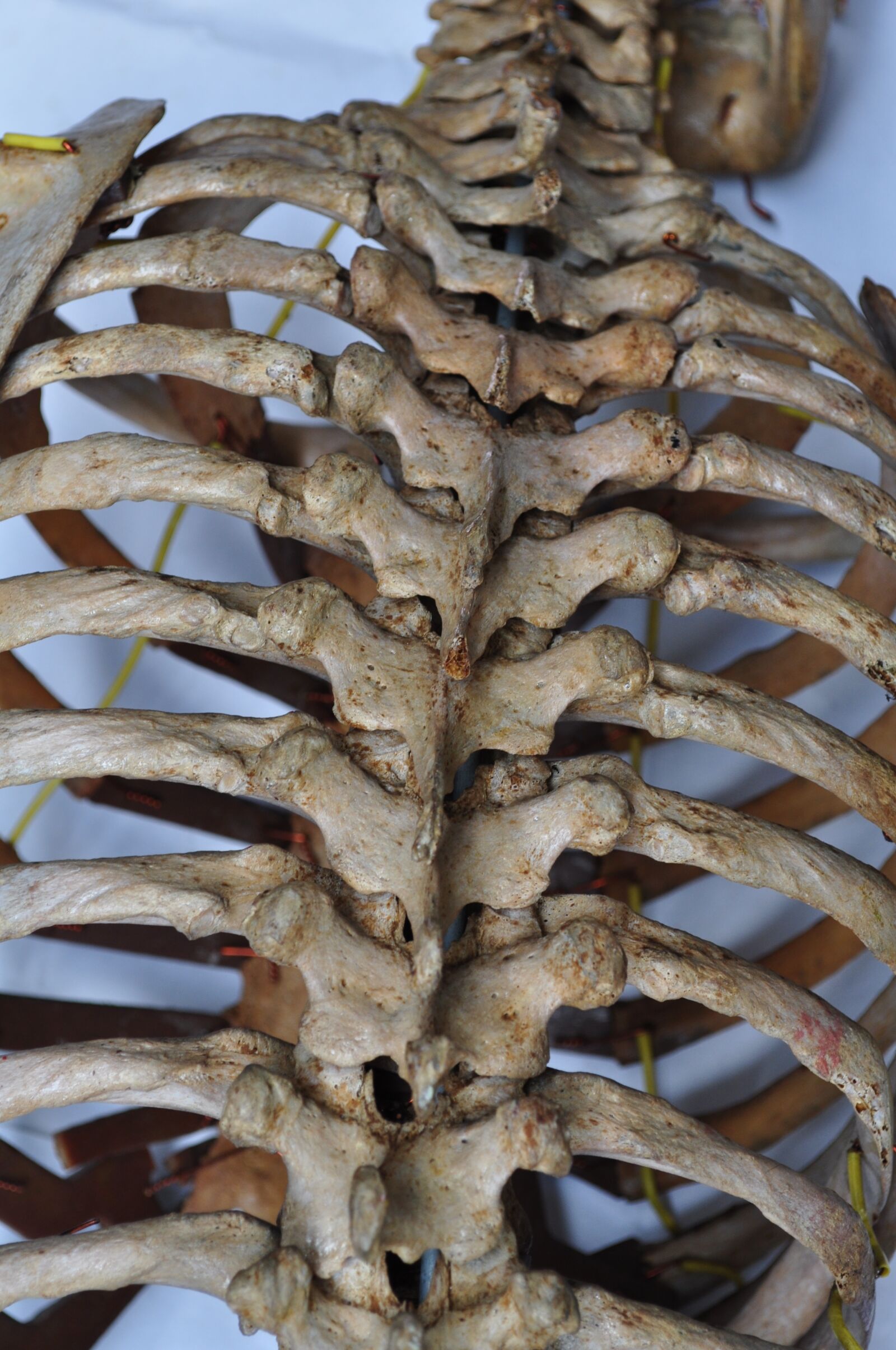 Nikon D5000 sample photo. Bones, skeleton, back photography