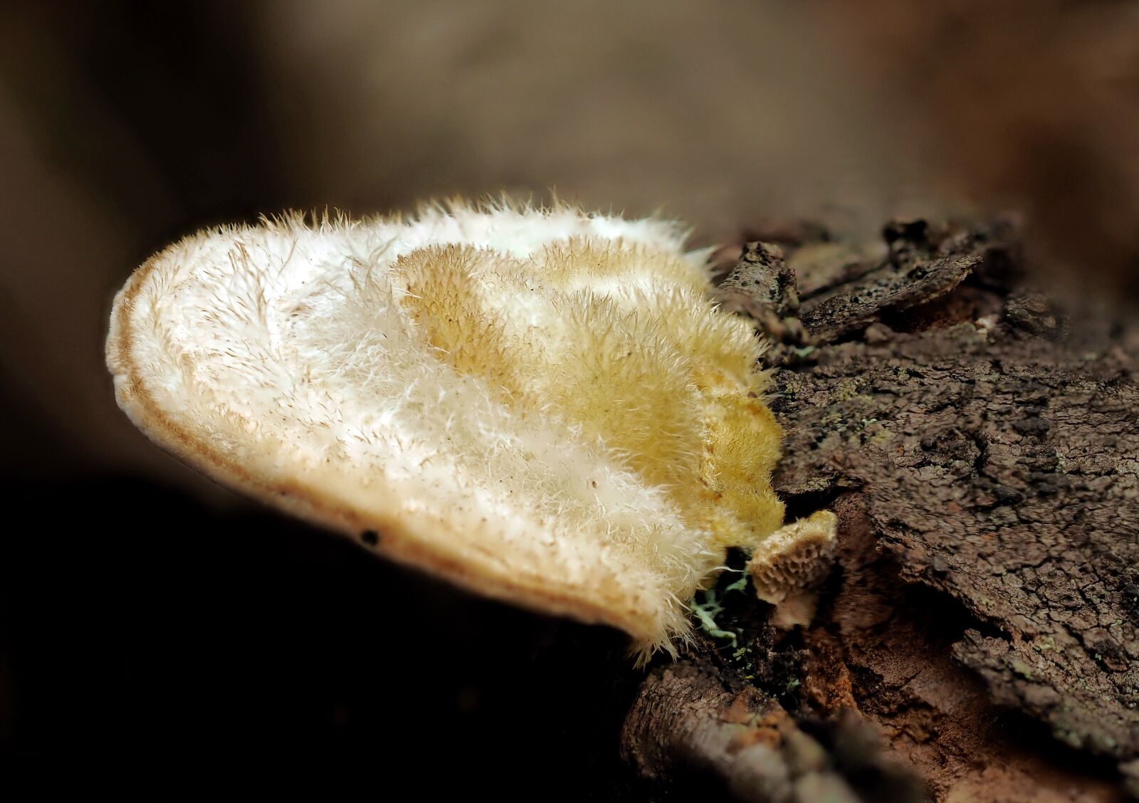 Olympus M.Zuiko Digital ED 60mm F2.8 Macro sample photo. Tree fungus, striegelige turkey photography