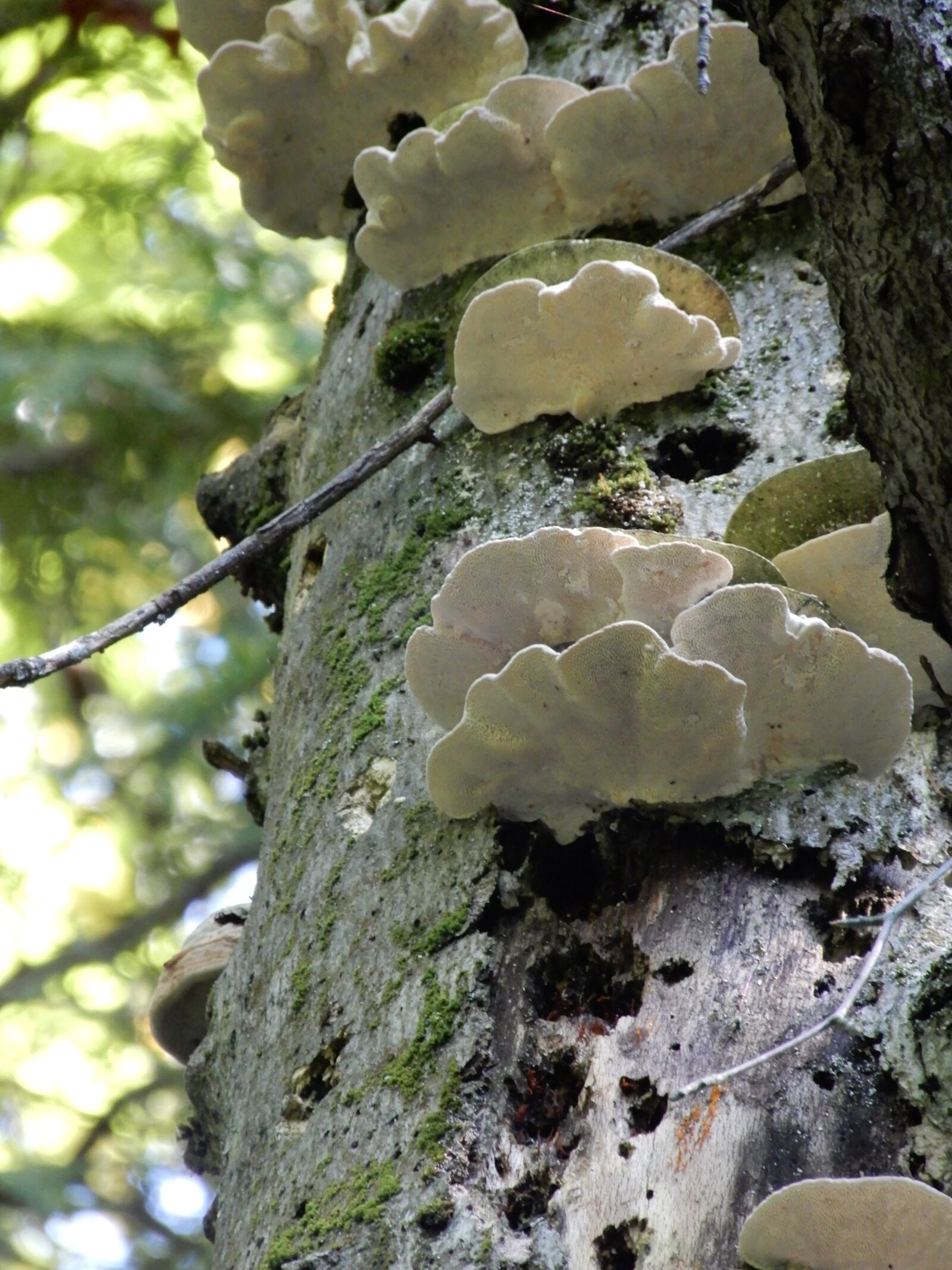 Nikon Coolpix A900 sample photo. Fungus, mushroom, tree photography