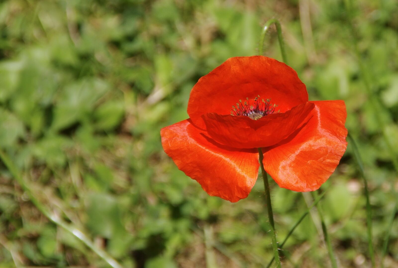 Pentax K-5 sample photo. Poppy, papaver rhoeas, flower photography