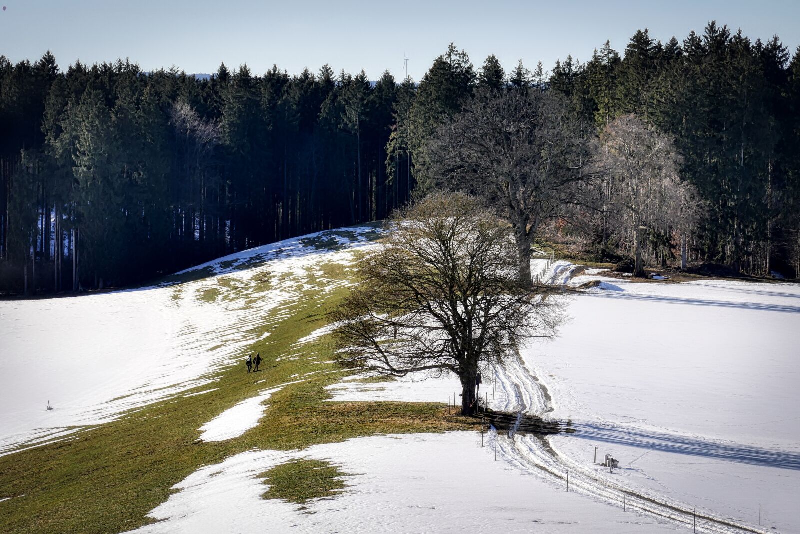 Panasonic Lumix DMC-GX8 sample photo. Forest, tree, meadow photography