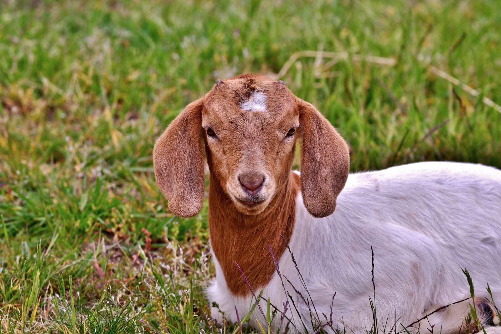 Nikon D500 sample photo. Kid, animal, outdoor life photography