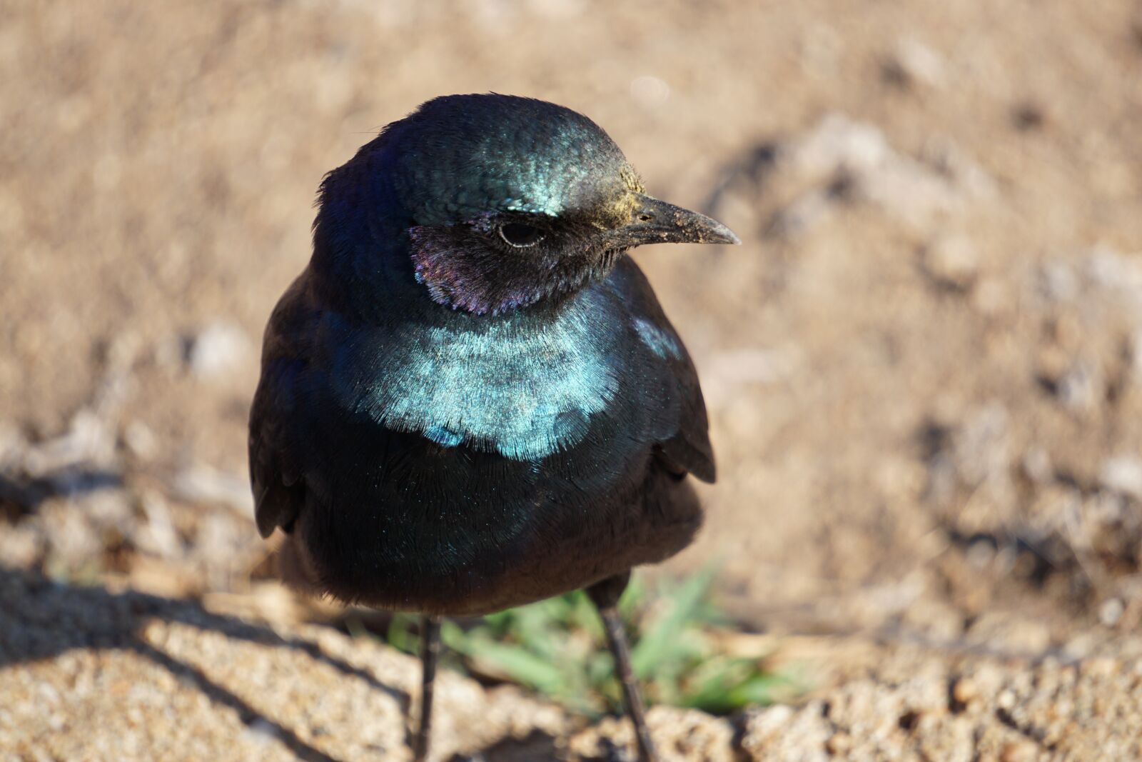 Sony E 55-210mm F4.5-6.3 OSS sample photo. Wildlife, south africa, africa photography