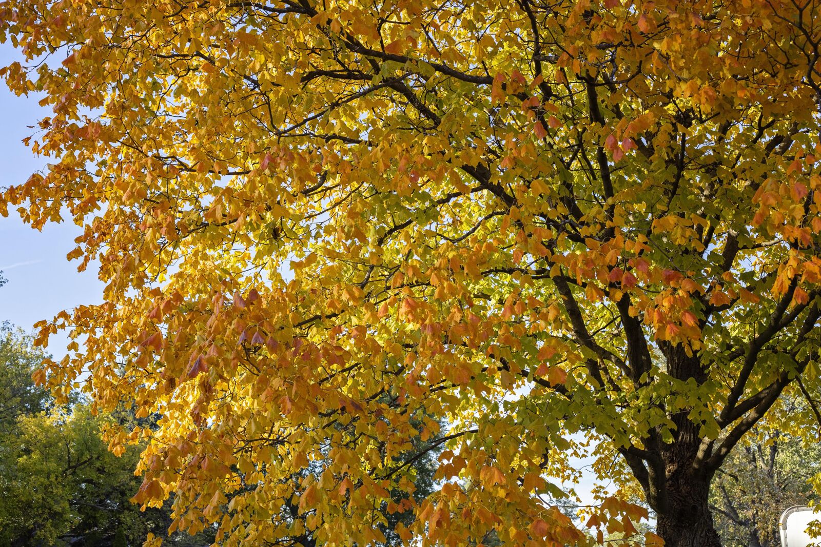 Canon EOS 6D + Canon EF 50mm F1.8 STM sample photo. Maple, tree, yellow photography