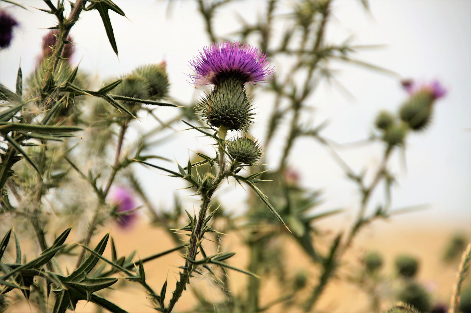 Sony SLT-A58 sample photo. Thistle, violet, weed photography