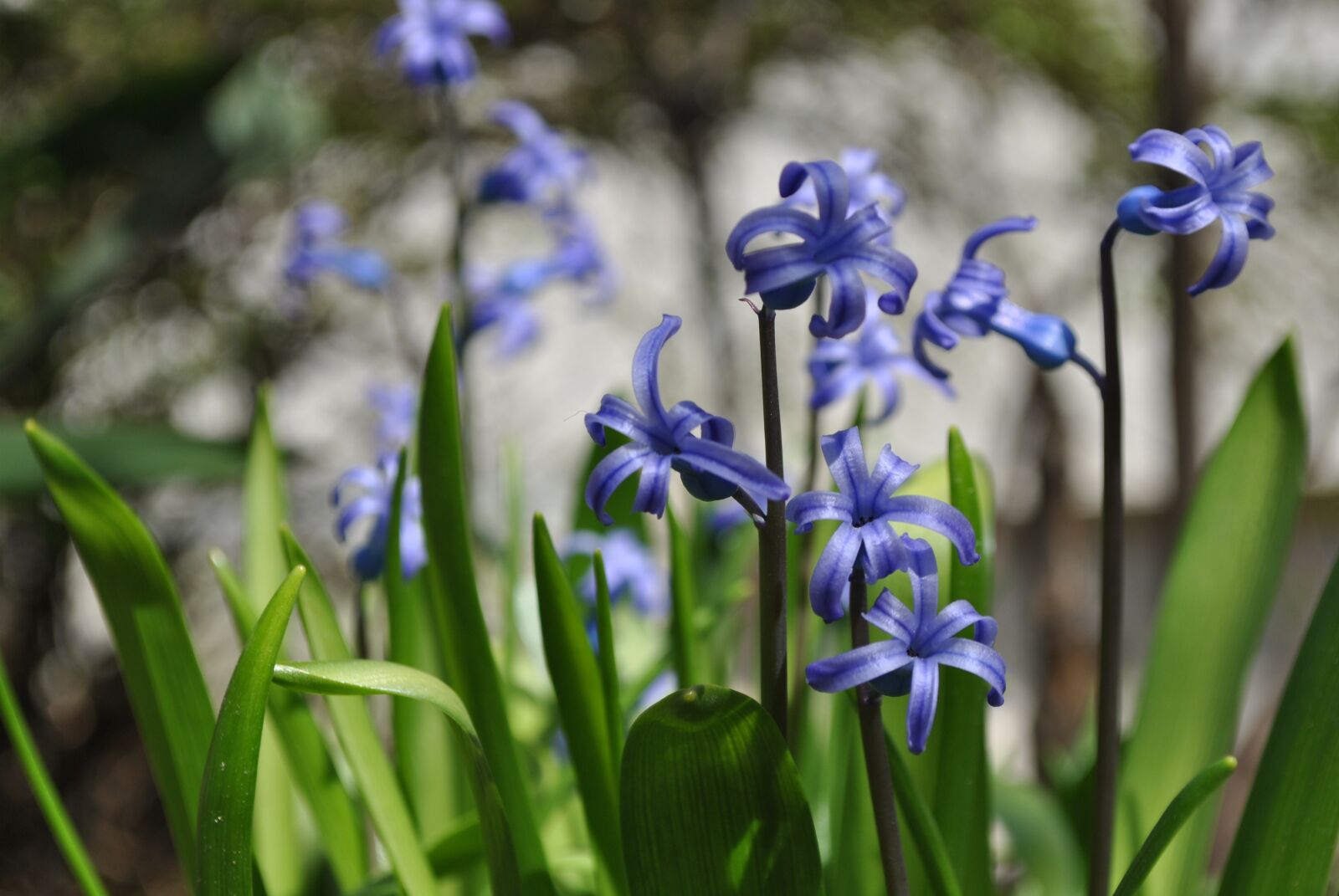 Nikon D3000 sample photo. Hyacinth, purple, flower photography