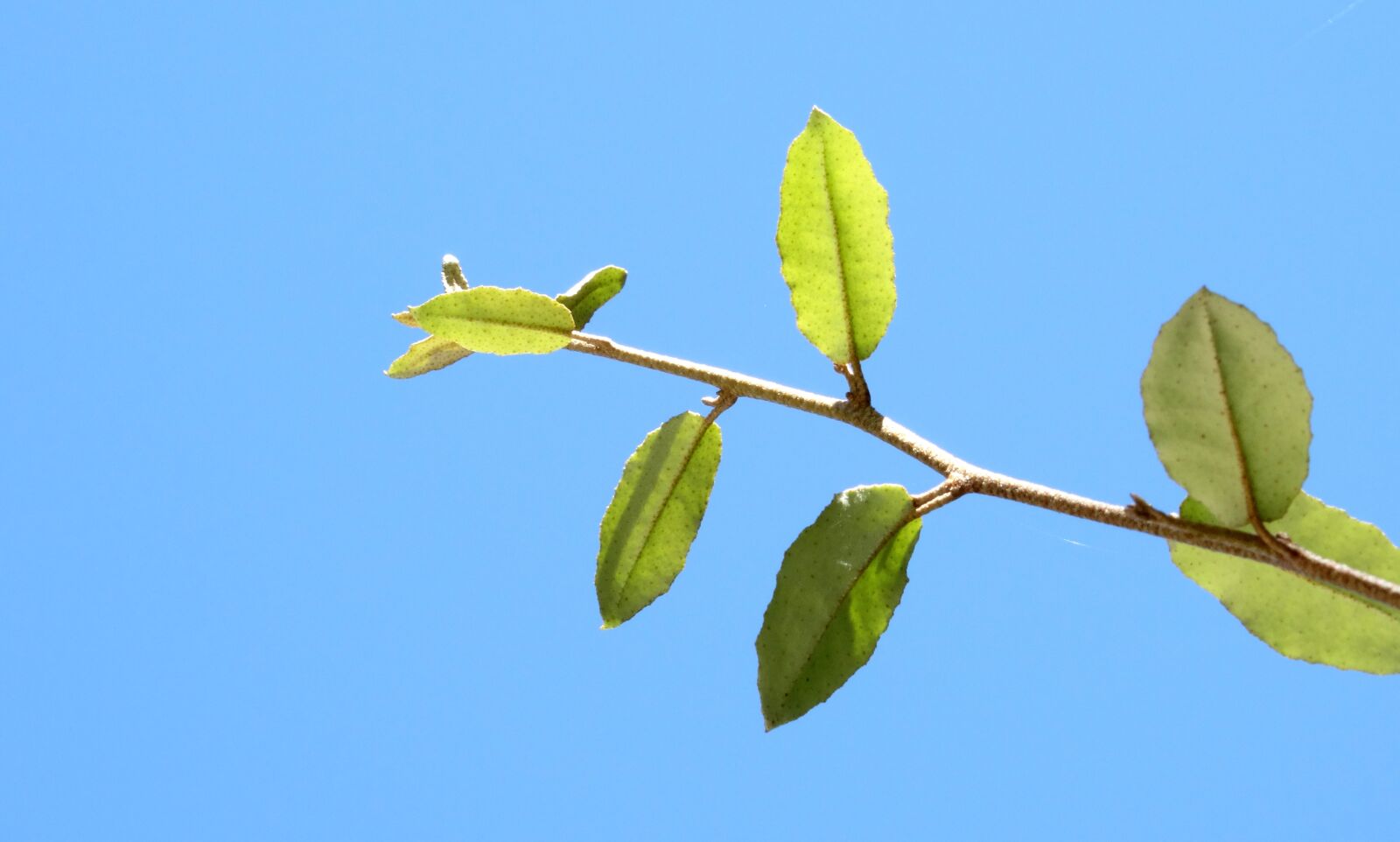 Sony Cyber-shot DSC-HX300 sample photo. Sun, branch, sunlight photography