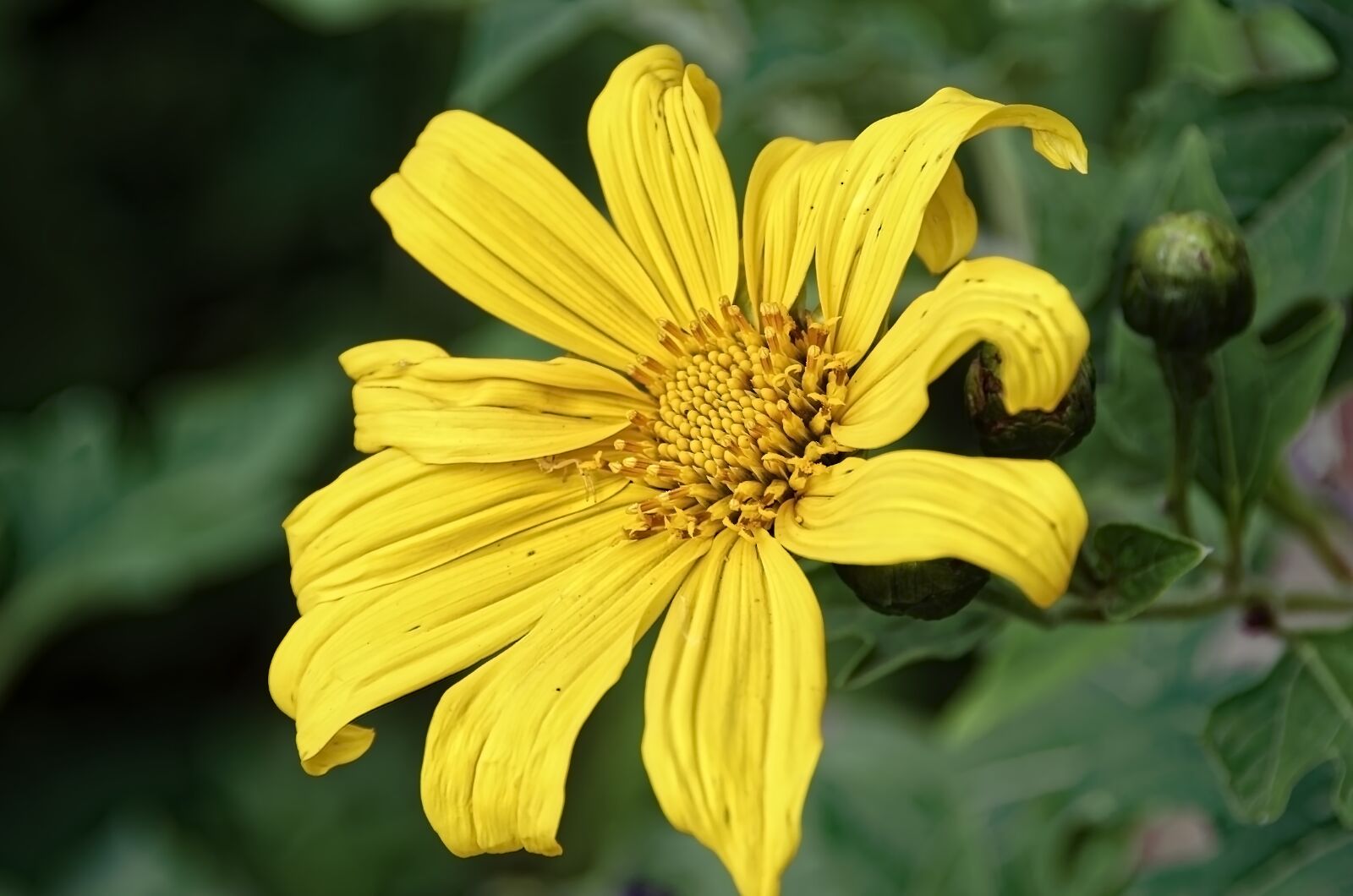 Nikon D7000 sample photo. Flower, blossom, bloom photography