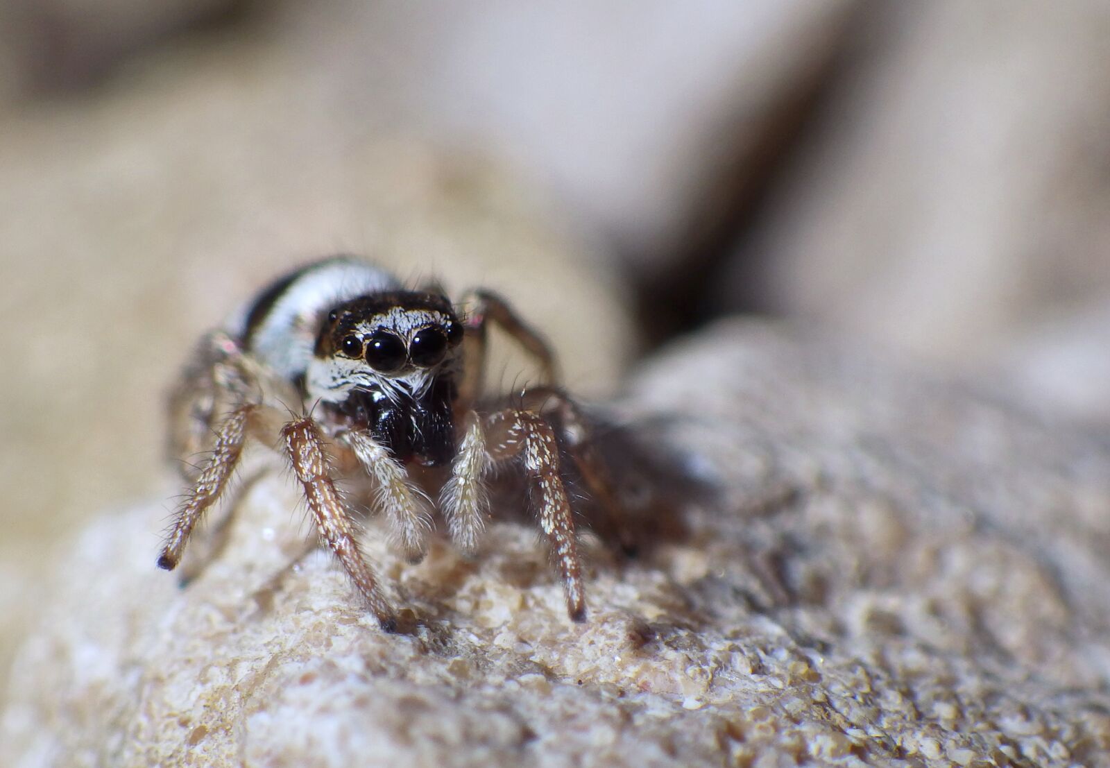 Ricoh WG-4 sample photo. Beautiful image, detail, eyeball photography