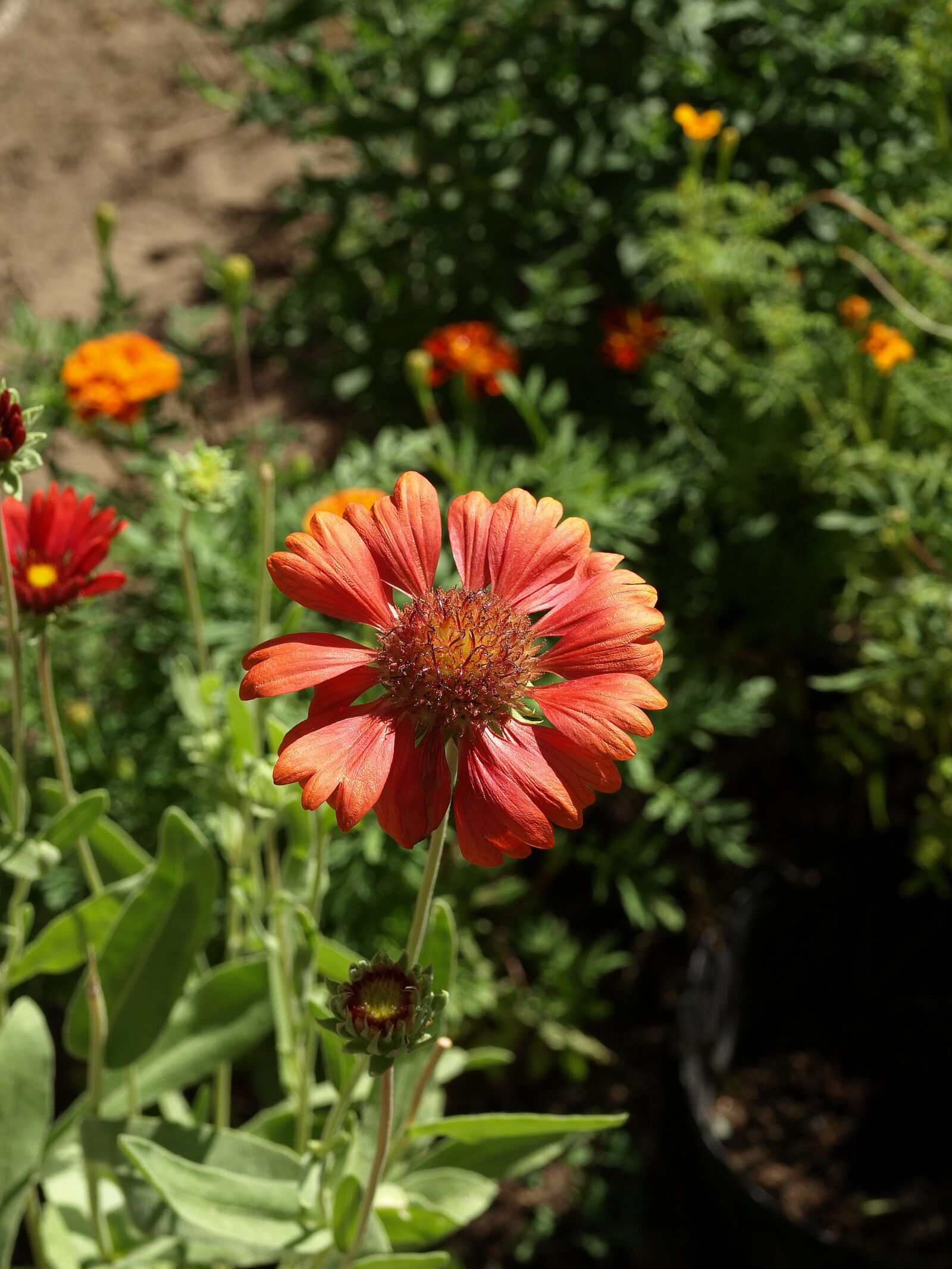 Olympus E-510 (EVOLT E-510) sample photo. Gailardia bristlecone, gaillardia aristata photography