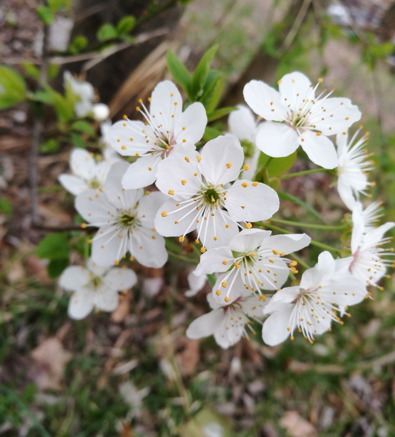 HUAWEI P9 sample photo. Flowers, white, flower photography