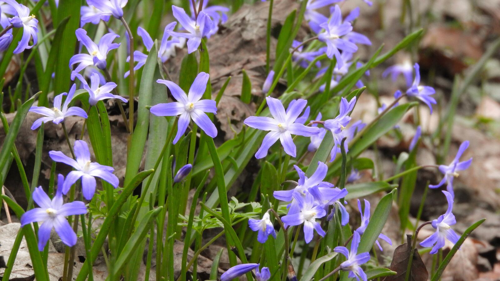 Nikon Coolpix P610 sample photo. Scilla luciliae, chionodoxa luciliae photography