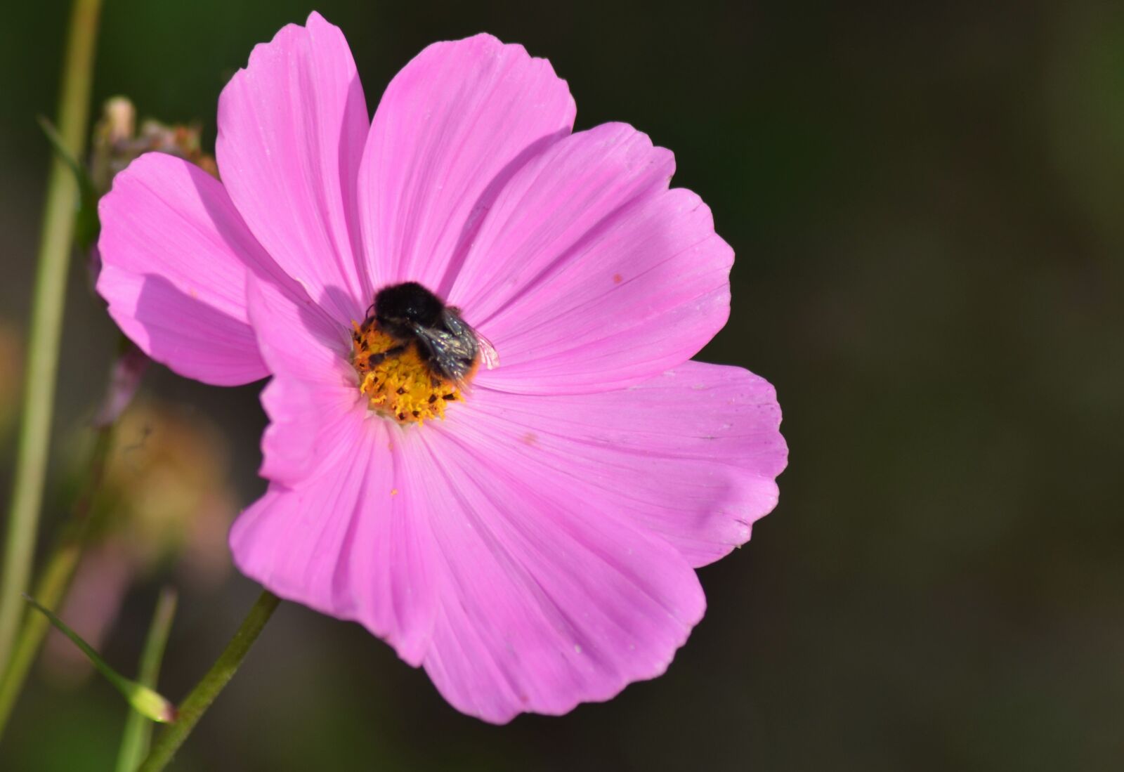 Nikon D5100 sample photo. Cosmos, flowers, nature photography