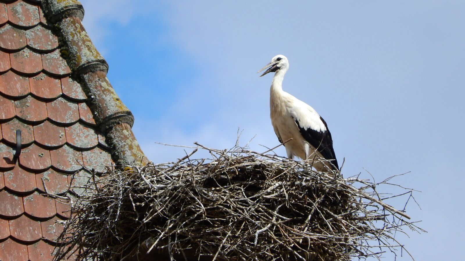 Nikon Coolpix P610 sample photo. Stork, baby stork, nesting photography