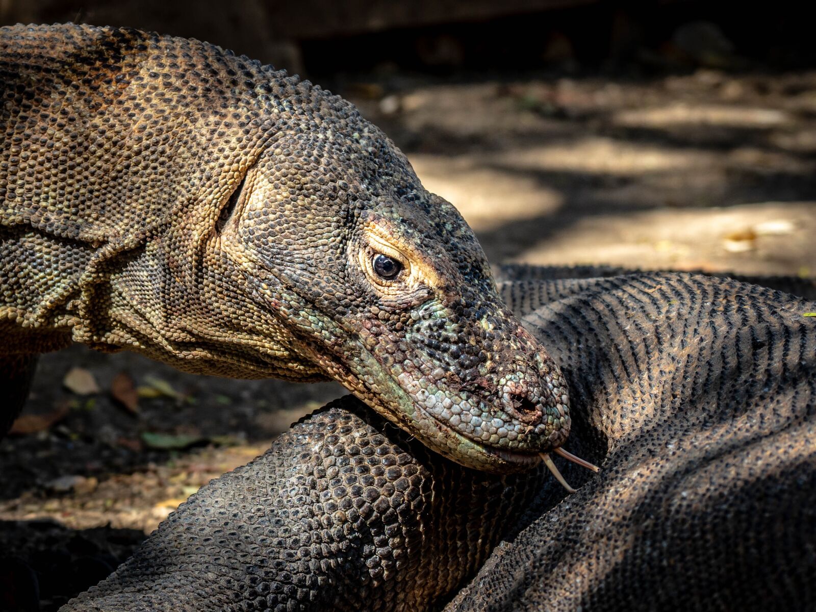 Olympus M.Zuiko Digital ED 12-100mm F4.0 IS Pro sample photo. Lizard, reptile, komodo dragon photography
