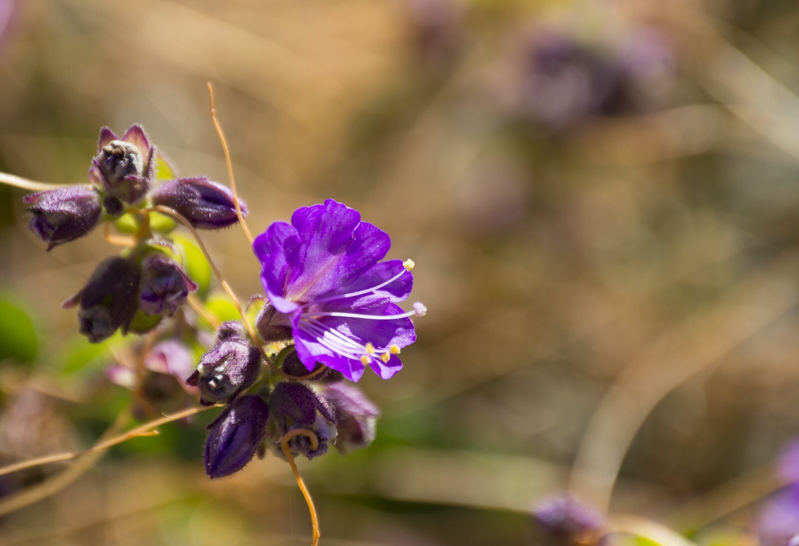 Nikon D3200 sample photo. Flowers, field, nature photography