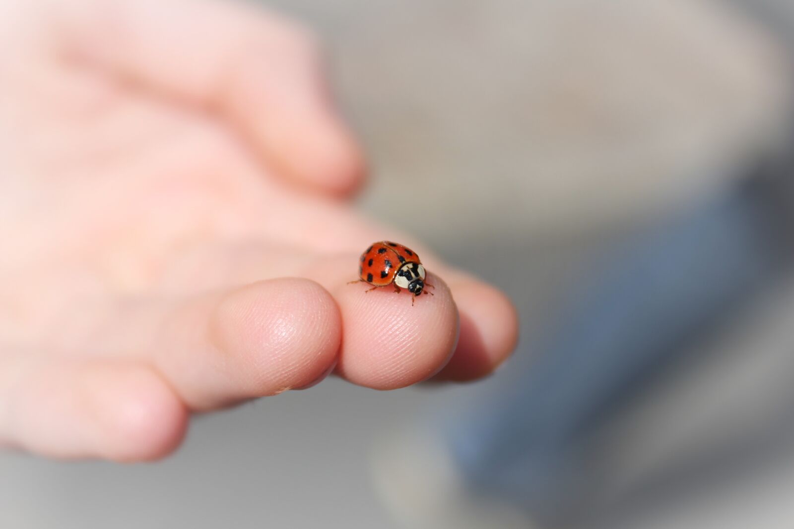 Canon EOS 550D (EOS Rebel T2i / EOS Kiss X4) sample photo. Ladybug, hand, finger photography