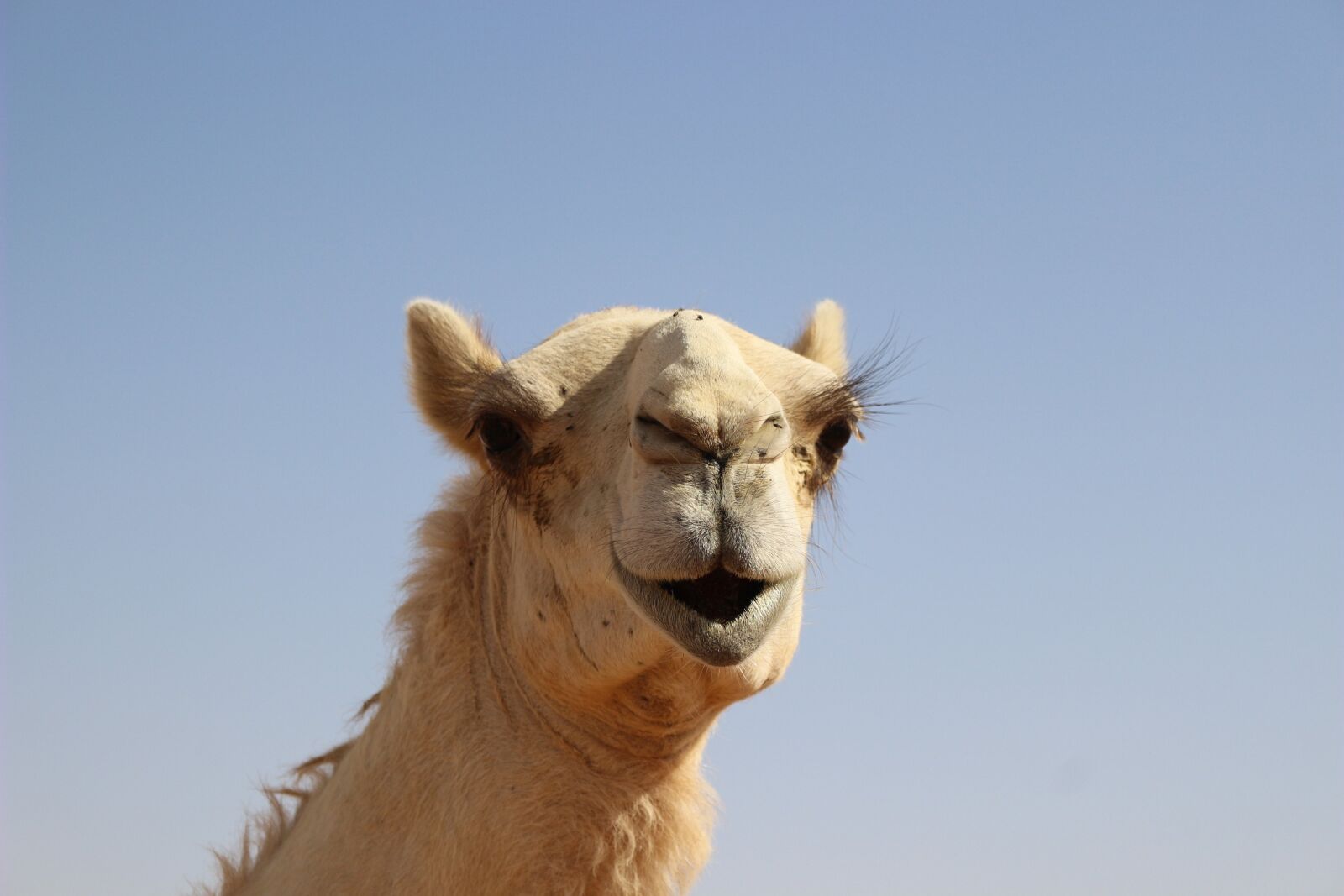 Canon EOS 100D (EOS Rebel SL1 / EOS Kiss X7) sample photo. Dromedary, mammal, animal photography