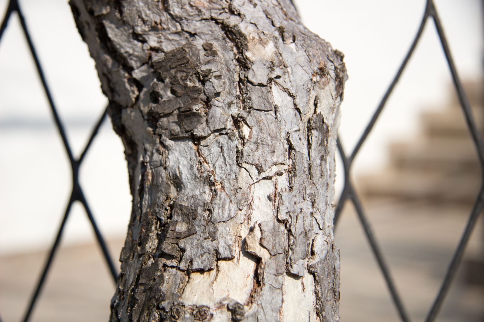 Canon EF-S 17-85mm F4-5.6 IS USM sample photo. Wood, wood background, stump photography