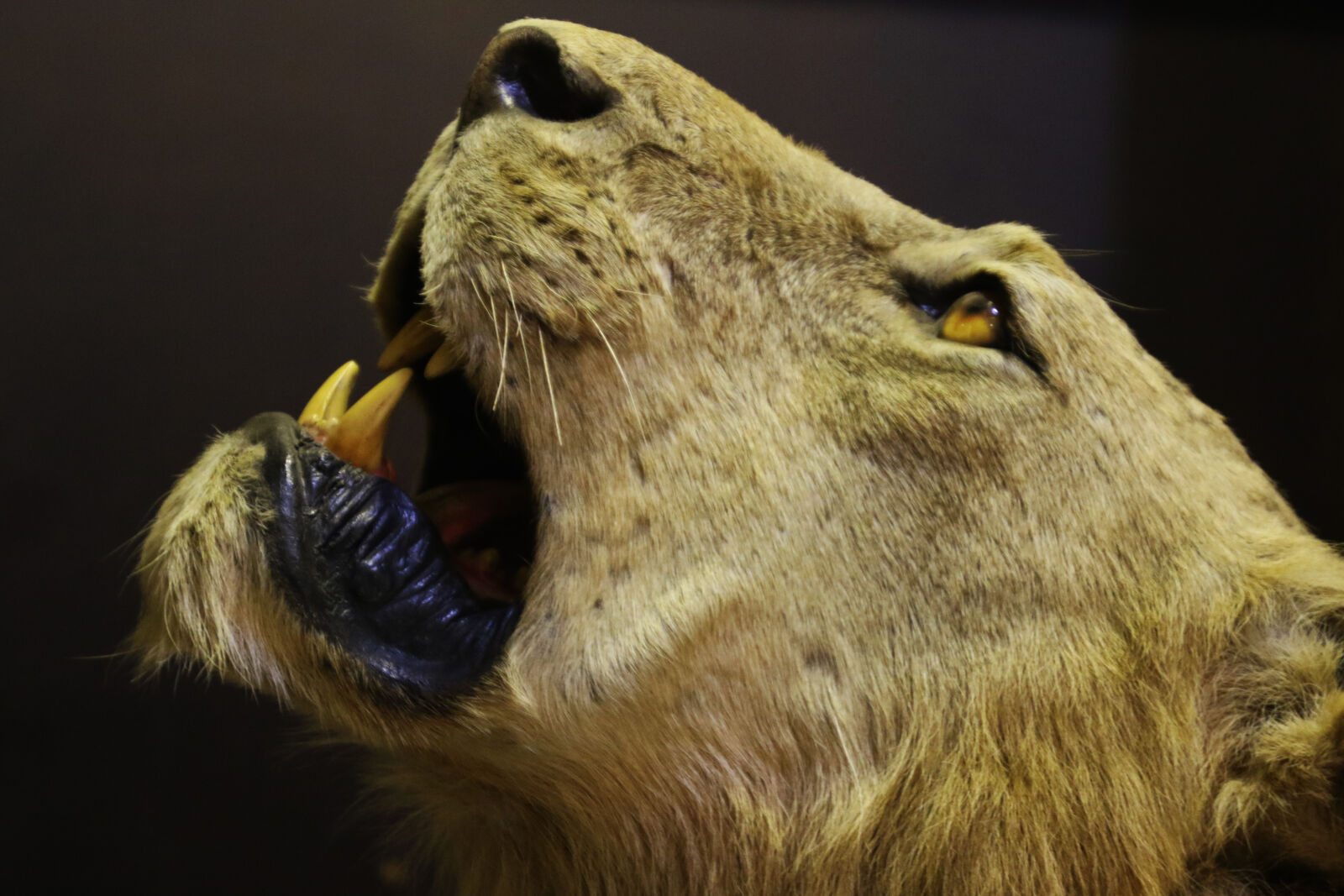 Canon EOS 7D Mark II sample photo. Africa, brown, cat, dangerous photography