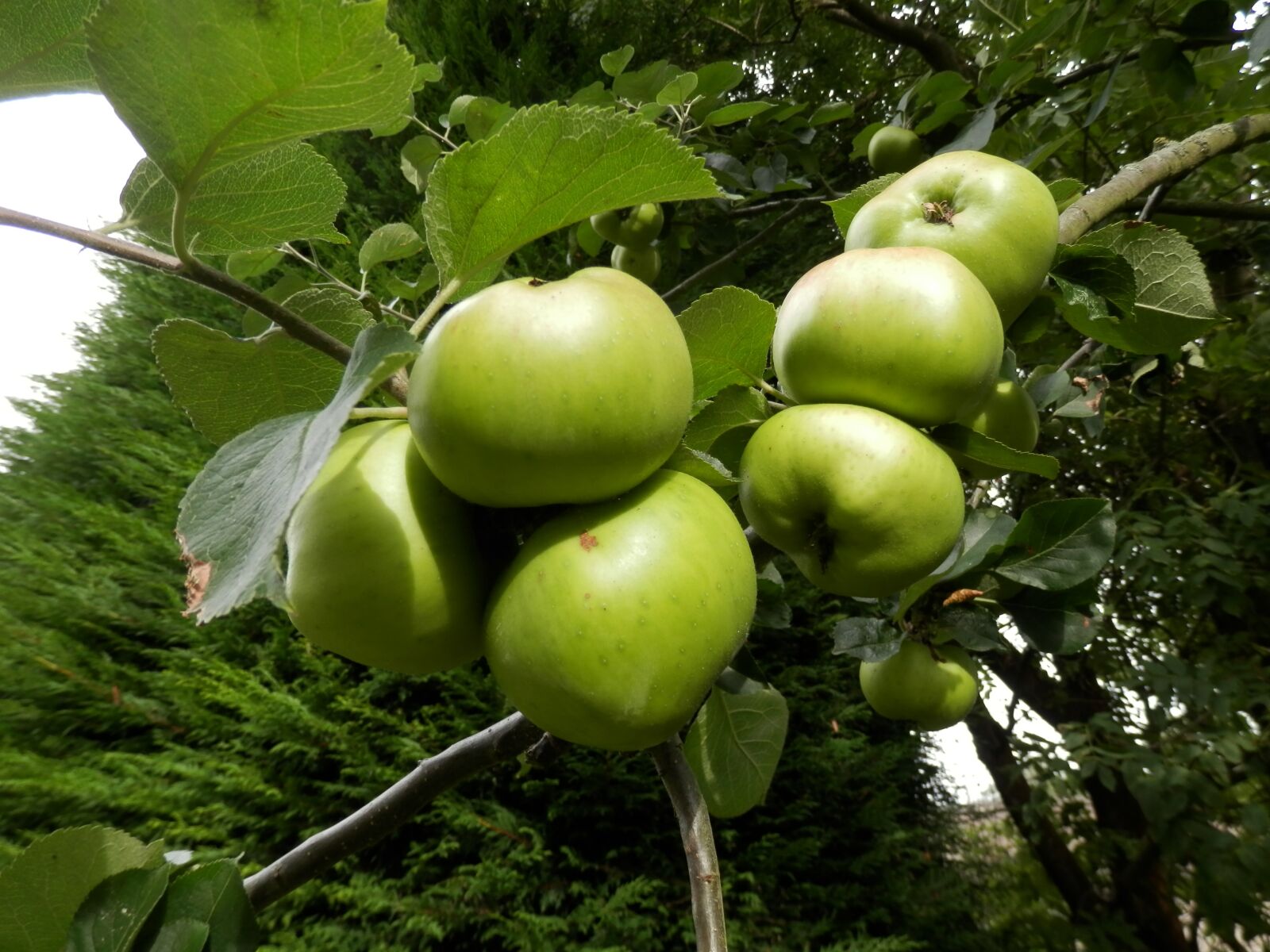 Olympus SZ-14 sample photo. Apples, tree, apple tree photography