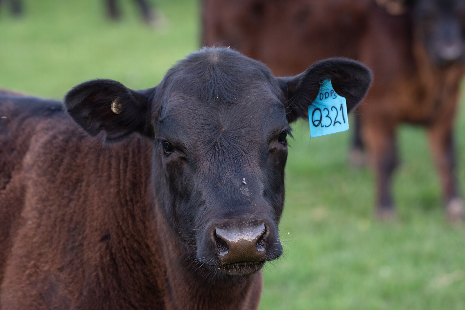 Nikon D750 sample photo. Cow, calf, black angus photography